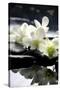 Zen Stones And Branch White Orchids With Reflection-crystalfoto-Stretched Canvas