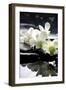 Zen Stones And Branch White Orchids With Reflection-crystalfoto-Framed Premium Photographic Print