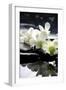 Zen Stones And Branch White Orchids With Reflection-crystalfoto-Framed Premium Photographic Print