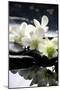 Zen Stones And Branch White Orchids With Reflection-crystalfoto-Mounted Premium Photographic Print