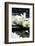 Zen Stones And Branch White Orchids With Reflection-crystalfoto-Framed Premium Photographic Print