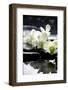 Zen Stones And Branch White Orchids With Reflection-crystalfoto-Framed Premium Photographic Print