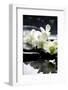 Zen Stones And Branch White Orchids With Reflection-crystalfoto-Framed Premium Photographic Print