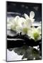 Zen Stones And Branch White Orchids With Reflection-crystalfoto-Mounted Premium Photographic Print