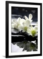 Zen Stones And Branch White Orchids With Reflection-crystalfoto-Framed Photographic Print