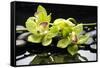 Zen Stones and Green Orchids with Water Drops-crystalfoto-Framed Stretched Canvas