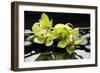 Zen Stones and Green Orchids with Water Drops-crystalfoto-Framed Premium Photographic Print