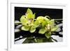 Zen Stones and Green Orchids with Water Drops-crystalfoto-Framed Photographic Print