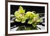 Zen Stones and Green Orchids with Water Drops-crystalfoto-Framed Photographic Print