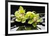 Zen Stones and Green Orchids with Water Drops-crystalfoto-Framed Photographic Print