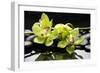 Zen Stones and Green Orchids with Water Drops-crystalfoto-Framed Photographic Print