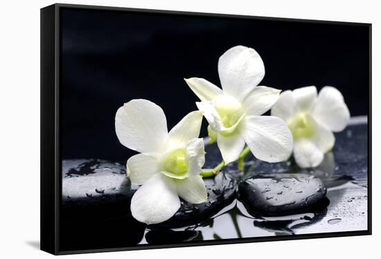 Zen Stones and Tiger's Orchids with Water Drops-crystalfoto-Framed Stretched Canvas