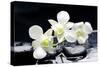 Zen Stones and Tiger's Orchids with Water Drops-crystalfoto-Stretched Canvas