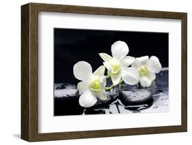 Zen Stones and Tiger's Orchids with Water Drops-crystalfoto-Framed Photographic Print