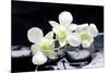 Zen Stones and Tiger's Orchids with Water Drops-crystalfoto-Mounted Photographic Print