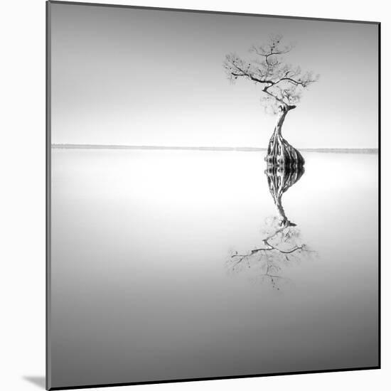 Zen Tree-Moises Levy-Mounted Photographic Print