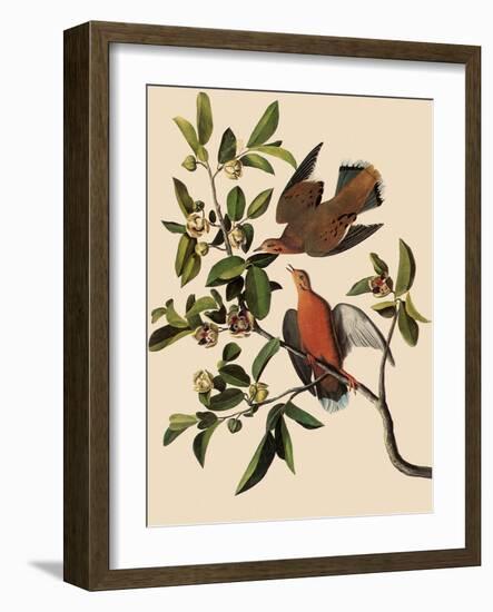 Zenaida Doves-John James Audubon-Framed Giclee Print