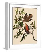 Zenaida Doves-John James Audubon-Framed Giclee Print