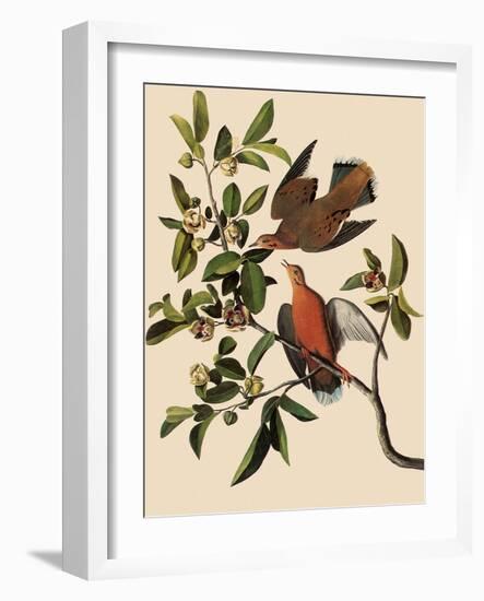 Zenaida Doves-John James Audubon-Framed Giclee Print