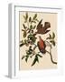 Zenaida Doves-John James Audubon-Framed Giclee Print
