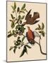 Zenaida Doves-John James Audubon-Mounted Giclee Print