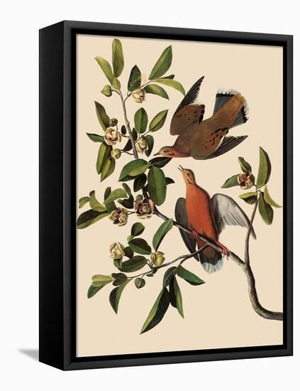 Zenaida Doves-John James Audubon-Framed Stretched Canvas