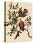 Zenaida Doves-John James Audubon-Stretched Canvas