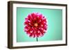 Zenia-Gail Peck-Framed Photographic Print