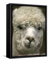 Zephyr Moon, a 2-Year-Old Alpaca, at the Vermont Farm Show in Barre, Vermont, January 23, 2007-Toby Talbot-Framed Stretched Canvas