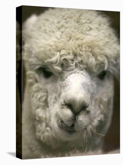 Zephyr Moon, a 2-Year-Old Alpaca, at the Vermont Farm Show in Barre, Vermont, January 23, 2007-Toby Talbot-Stretched Canvas