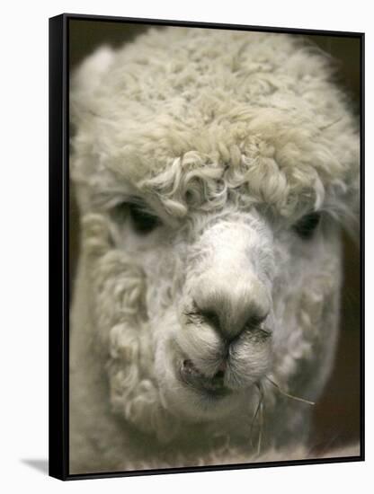 Zephyr Moon, a 2-Year-Old Alpaca, at the Vermont Farm Show in Barre, Vermont, January 23, 2007-Toby Talbot-Framed Stretched Canvas
