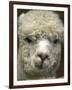 Zephyr Moon, a 2-Year-Old Alpaca, at the Vermont Farm Show in Barre, Vermont, January 23, 2007-Toby Talbot-Framed Premium Photographic Print