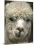 Zephyr Moon, a 2-Year-Old Alpaca, at the Vermont Farm Show in Barre, Vermont, January 23, 2007-Toby Talbot-Mounted Premium Photographic Print