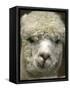 Zephyr Moon, a 2-Year-Old Alpaca, at the Vermont Farm Show in Barre, Vermont, January 23, 2007-Toby Talbot-Framed Stretched Canvas