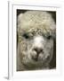 Zephyr Moon, a 2-Year-Old Alpaca, at the Vermont Farm Show in Barre, Vermont, January 23, 2007-Toby Talbot-Framed Photographic Print