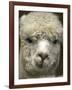 Zephyr Moon, a 2-Year-Old Alpaca, at the Vermont Farm Show in Barre, Vermont, January 23, 2007-Toby Talbot-Framed Photographic Print