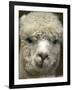 Zephyr Moon, a 2-Year-Old Alpaca, at the Vermont Farm Show in Barre, Vermont, January 23, 2007-Toby Talbot-Framed Photographic Print