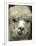 Zephyr Moon, a 2-Year-Old Alpaca, at the Vermont Farm Show in Barre, Vermont, January 23, 2007-Toby Talbot-Framed Photographic Print