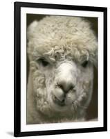 Zephyr Moon, a 2-Year-Old Alpaca, at the Vermont Farm Show in Barre, Vermont, January 23, 2007-Toby Talbot-Framed Photographic Print