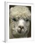 Zephyr Moon, a 2-Year-Old Alpaca, at the Vermont Farm Show in Barre, Vermont, January 23, 2007-Toby Talbot-Framed Photographic Print