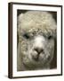 Zephyr Moon, a 2-Year-Old Alpaca, at the Vermont Farm Show in Barre, Vermont, January 23, 2007-Toby Talbot-Framed Photographic Print