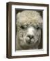 Zephyr Moon, a 2-Year-Old Alpaca, at the Vermont Farm Show in Barre, Vermont, January 23, 2007-Toby Talbot-Framed Photographic Print