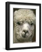 Zephyr Moon, a 2-Year-Old Alpaca, at the Vermont Farm Show in Barre, Vermont, January 23, 2007-Toby Talbot-Framed Photographic Print