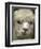 Zephyr Moon, a 2-Year-Old Alpaca, at the Vermont Farm Show in Barre, Vermont, January 23, 2007-Toby Talbot-Framed Photographic Print