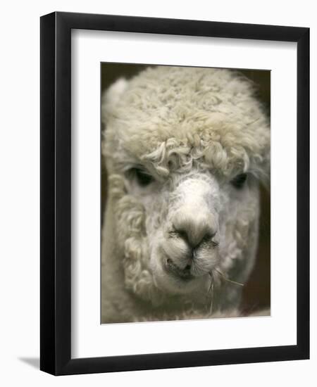 Zephyr Moon, a 2-Year-Old Alpaca, at the Vermont Farm Show in Barre, Vermont, January 23, 2007-Toby Talbot-Framed Photographic Print