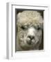 Zephyr Moon, a 2-Year-Old Alpaca, at the Vermont Farm Show in Barre, Vermont, January 23, 2007-Toby Talbot-Framed Photographic Print