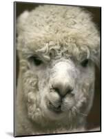 Zephyr Moon, a 2-Year-Old Alpaca, at the Vermont Farm Show in Barre, Vermont, January 23, 2007-Toby Talbot-Mounted Photographic Print