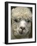 Zephyr Moon, a 2-Year-Old Alpaca, at the Vermont Farm Show in Barre, Vermont, January 23, 2007-Toby Talbot-Framed Photographic Print