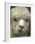 Zephyr Moon, a 2-Year-Old Alpaca, at the Vermont Farm Show in Barre, Vermont, January 23, 2007-Toby Talbot-Framed Photographic Print