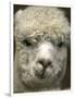 Zephyr Moon, a 2-Year-Old Alpaca, at the Vermont Farm Show in Barre, Vermont, January 23, 2007-Toby Talbot-Framed Photographic Print